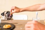 Summer scene with a whit epug eating a piece of biscuits from owner hand, sitting on the table like humans.